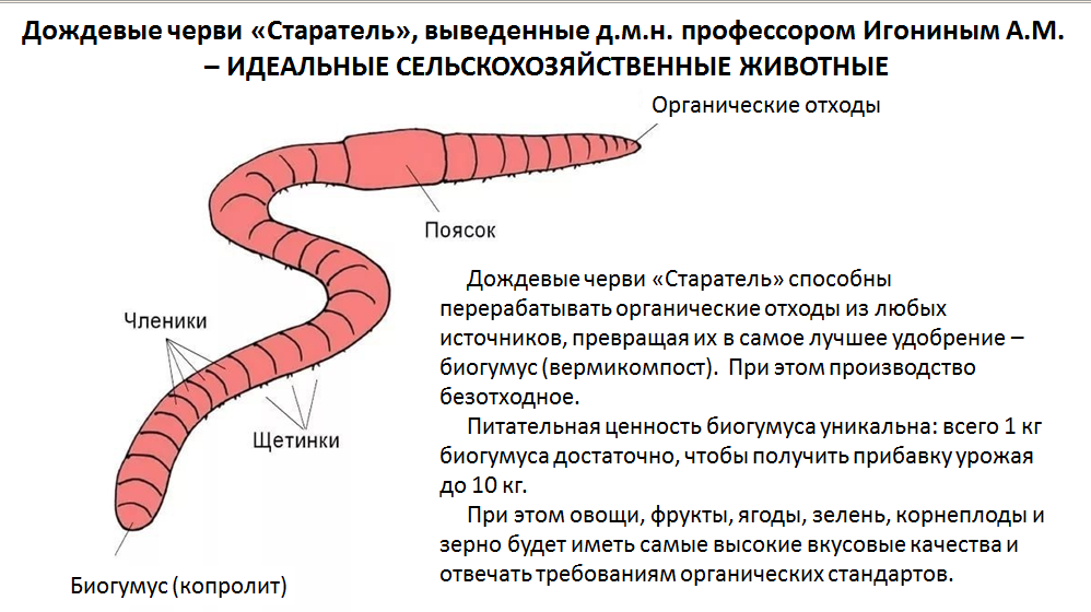 Тело дождевого червя имеет. Вывод про червей. Максимальная длина дождевого червя. Как вывести черв г****. Как вывести червя книгу.